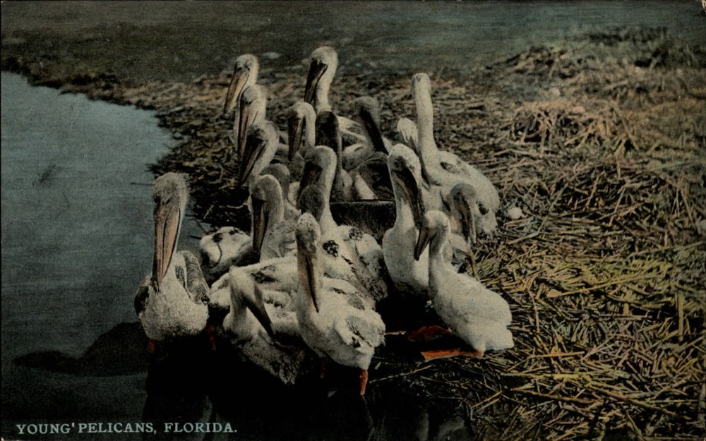 Young Pelicans ~ Florida Artistic Series ~ c1910 vintage postcard
