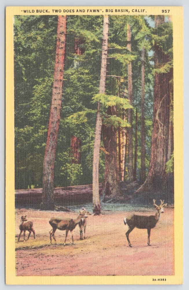 Linen~Buck 2 Does & A Fawn By Forest Edge Big Basin California~Vintage Postcard