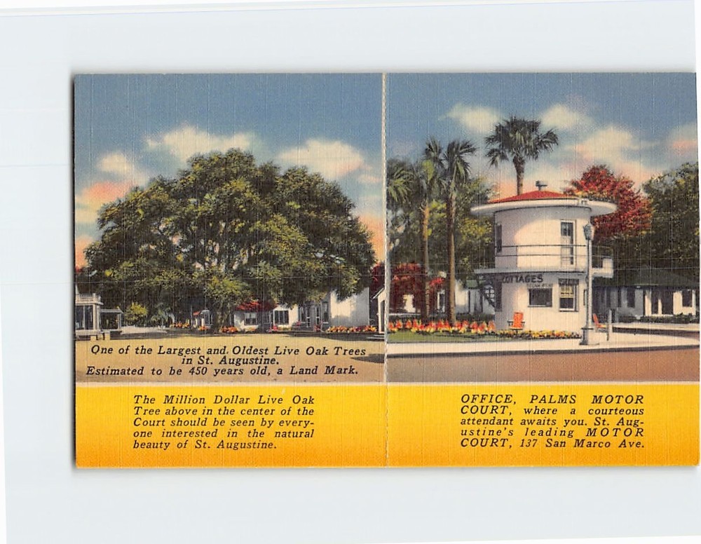Postcard Live Oak Tree & Office Palms Motor Court Saint St Augustine Florida USA