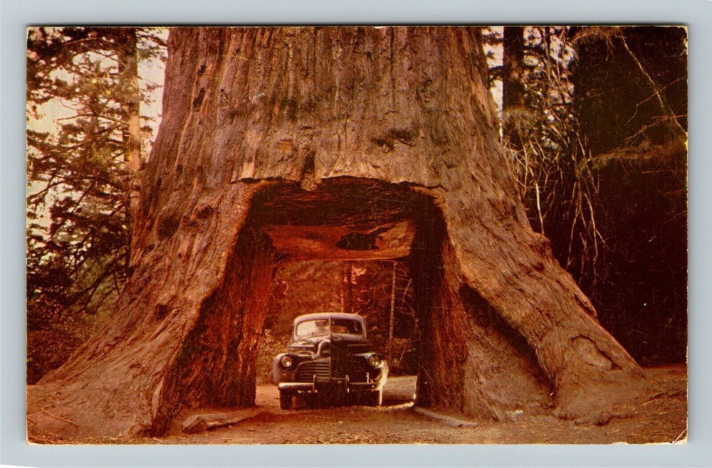Underwood Park CA-California, Chandelier Drive Thru Tree, Vintage Postcard