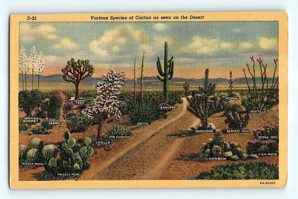 c1940s Names of Cactus in the Southern Desert Linen Postcard G6