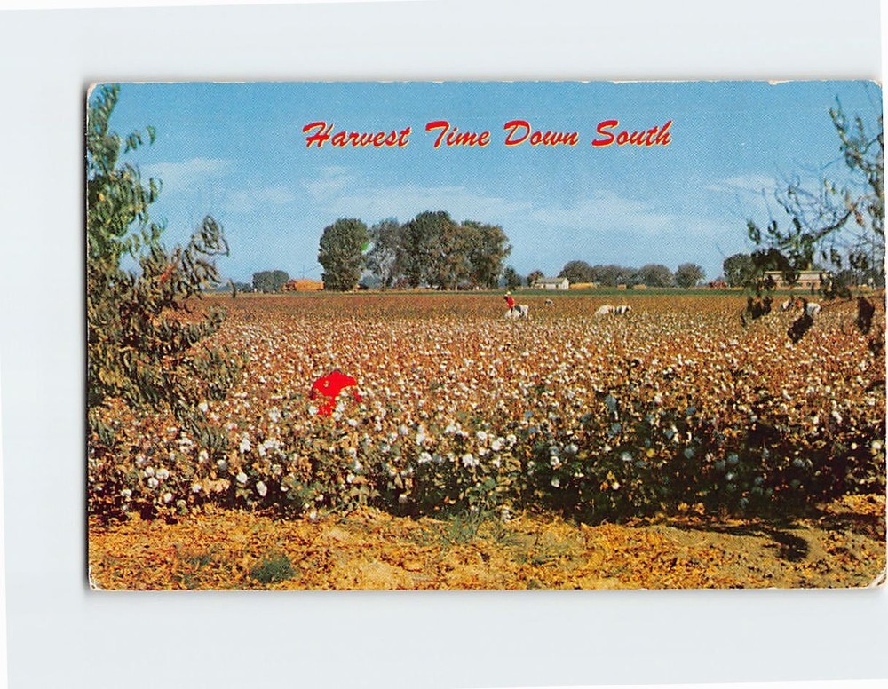 Postcard Harvest Time Down South