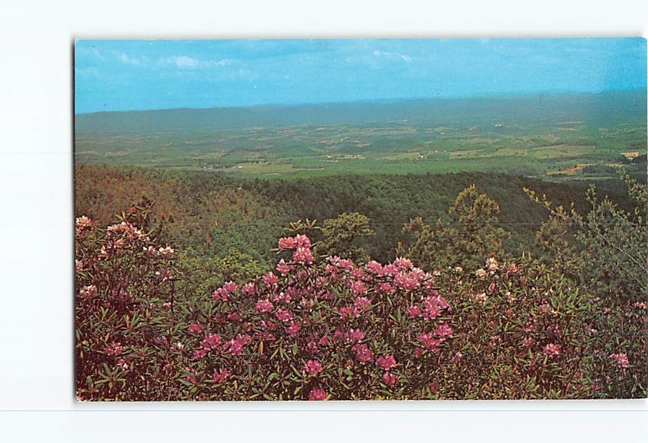 Postcard Skyline Drive Blue Ridge Parkway Rhododendron Mountain Valley