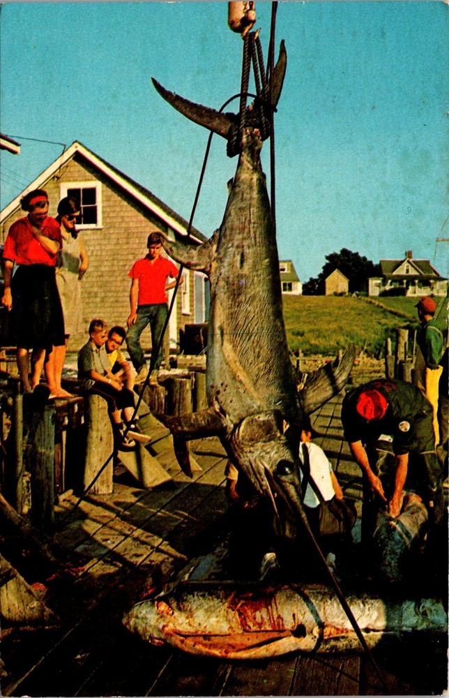 Menemsha Massachusetts MA Swordfish Martha's Vineyard Dukes Co  Postcard   34707