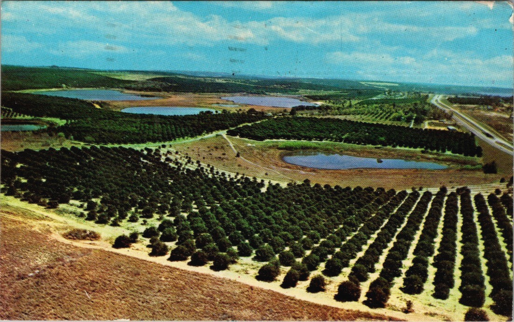 Aerial View, Citrus Orange Groves Clermont Florida, LAKE COUNTY Postcard