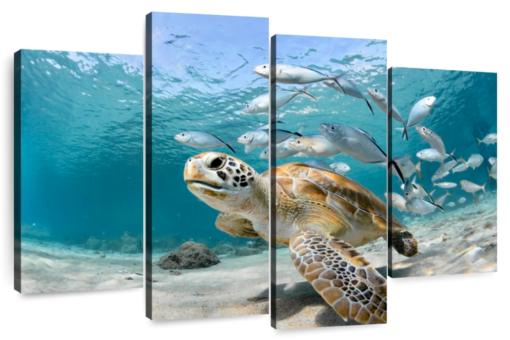 Curacao Fish And Turtle Wall Art
