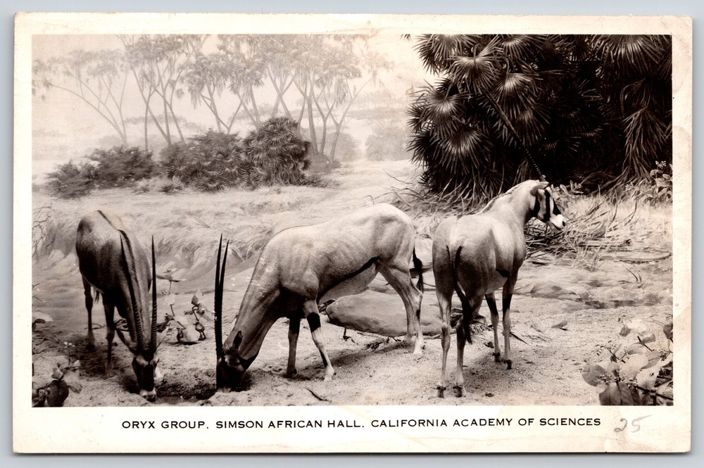 Real Photo Postcard~Oryx Group Simson African Hall CA Academy of Sciences~RPPC