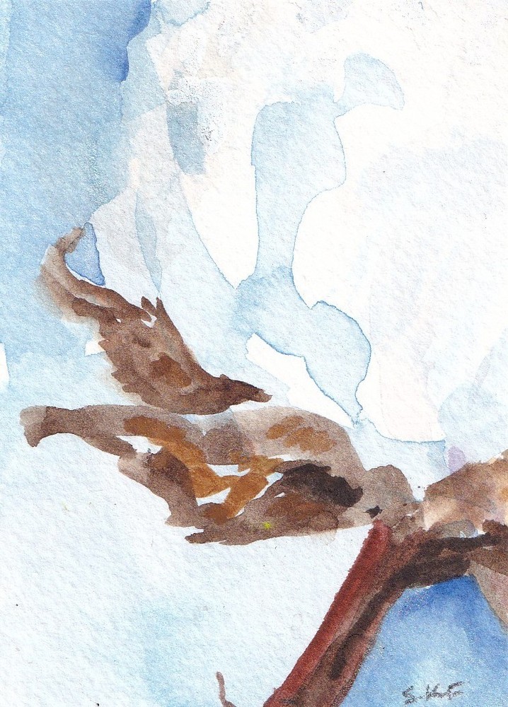 Original Aceo Cotton Boll Watercolor Painting by Sharon Foster - Impressionism