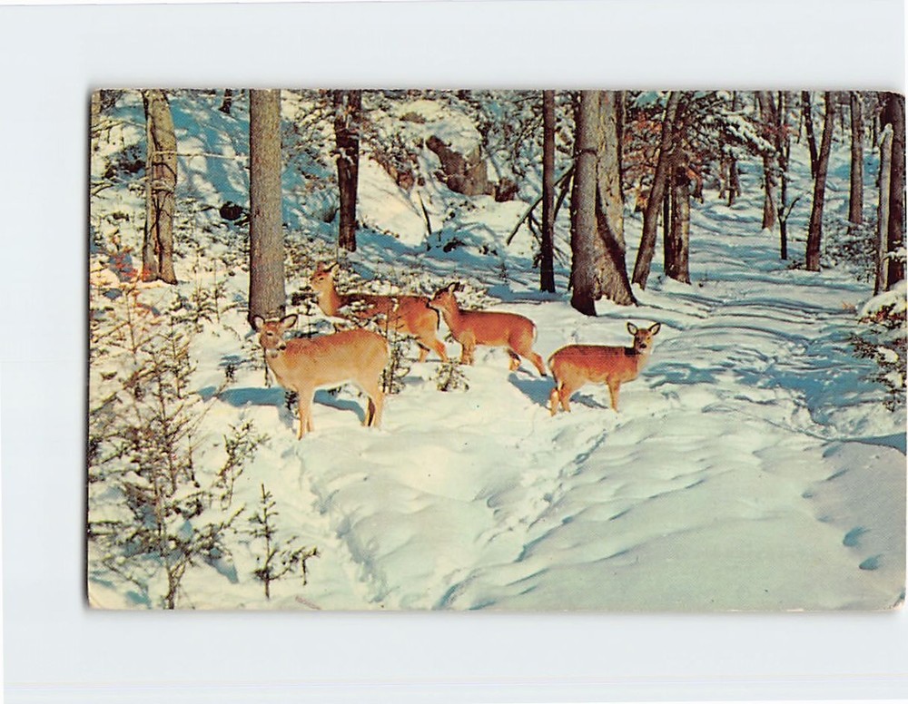 Postcard Deer In The Deep Woods