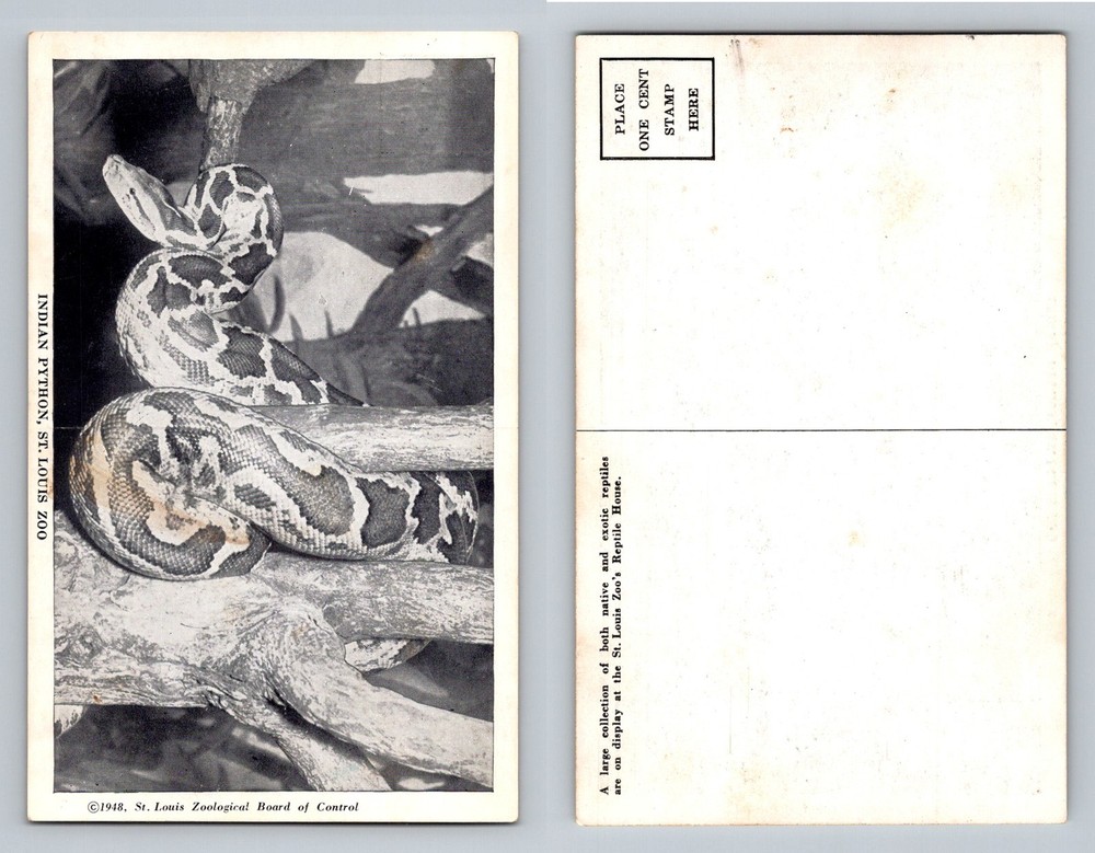 St Louis, MO-Missouri, Zoo Indian Python Reptile House Vintage Postcard