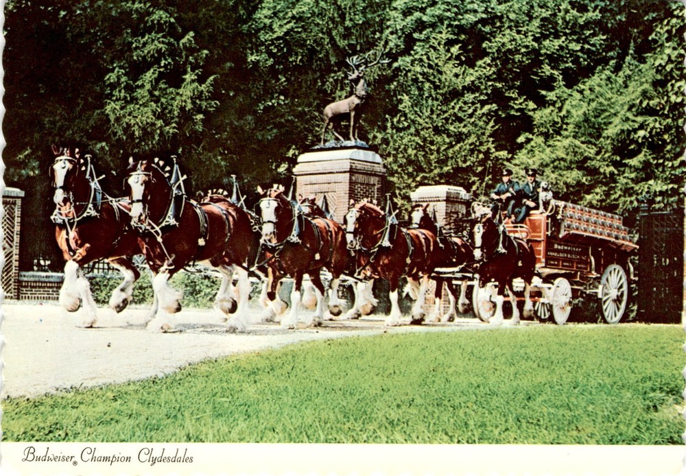 Budweiser Champion Clydesdales, Grant's Farm, St. Louis, Dexter Press Postcard