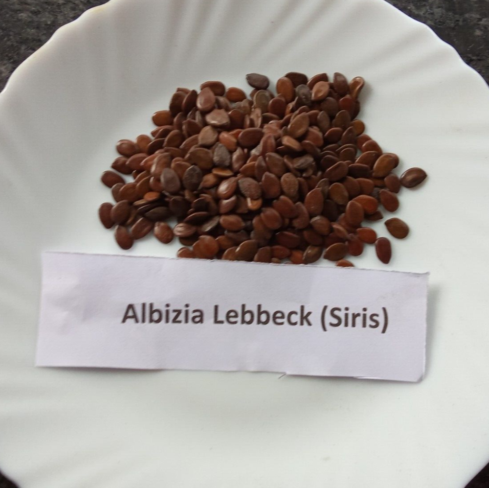 Albizia Lebbeck Seeds (Red Siras)