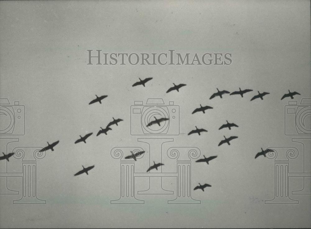 1983 Press Photo Geese arriving at Horicon Marsh - mjb69187