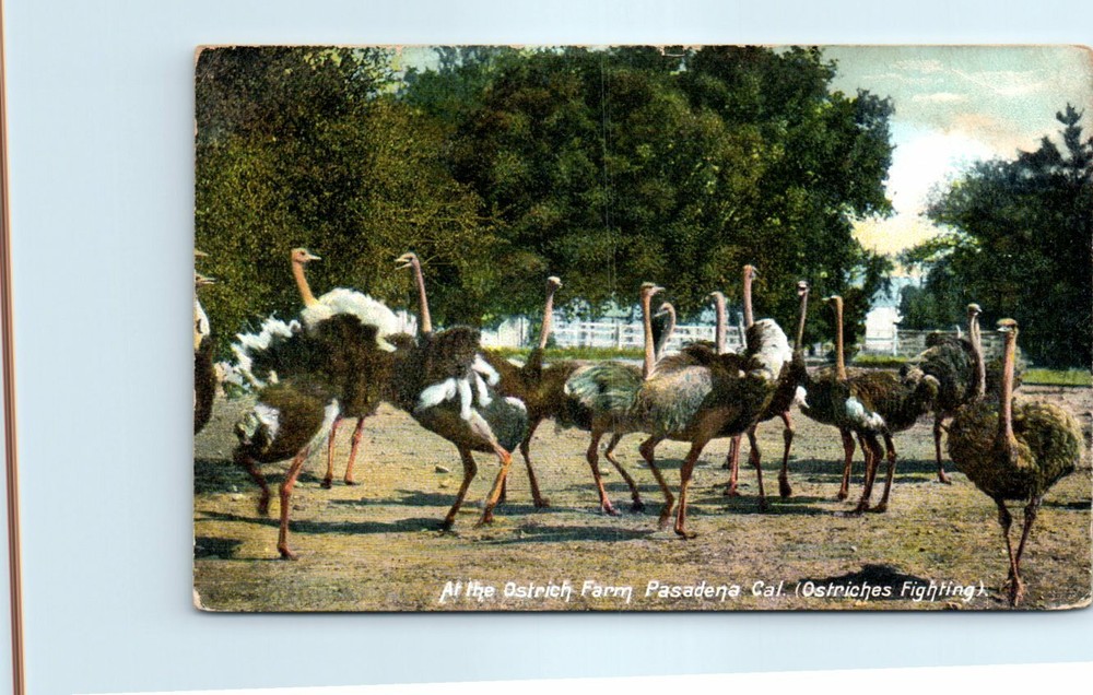 Postcard - At the Ostrich Farm (Ostriches Fighting), Pasadena, California