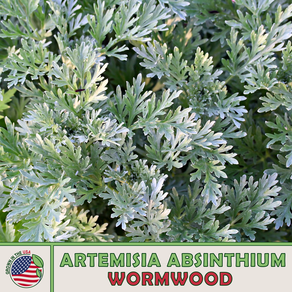 1000 Wormwood Seeds, Artemisia absinthium, Absinthe Herb, Bitters, Medicinal-image