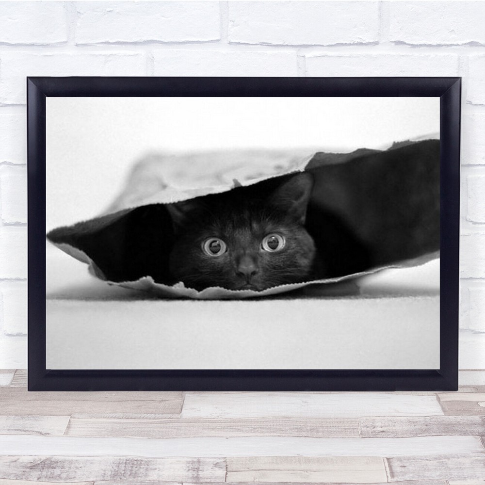 Cat In A Bag Pet Animal Cute B&W Eyes Surprise Curious Wall Art Print