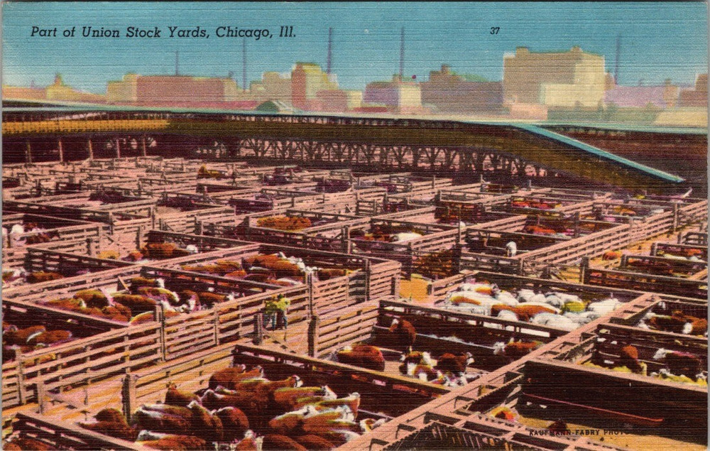 View Cattle at Union Stock Yards Illinois IL Chicago Postcard