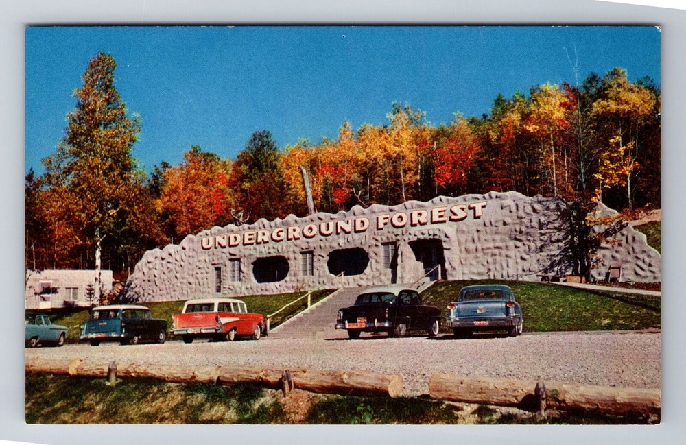 Frederic MI-Michigan, Underground Forest, Antique Vintage Souvenir Postcard
