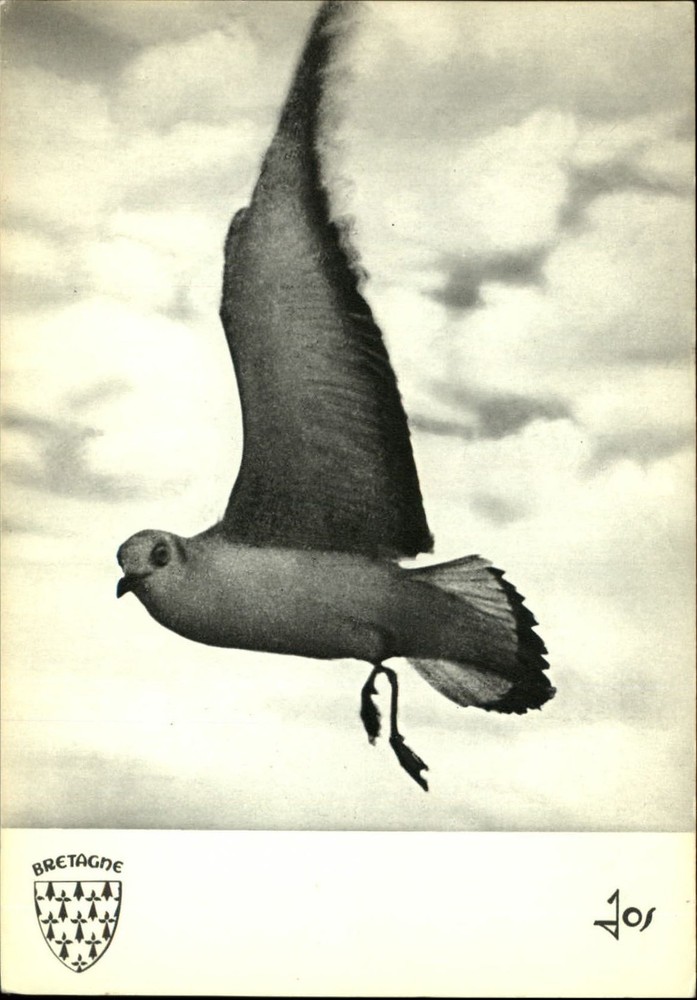 Seagull  Bretagne Brittany France ~ postcard sku601