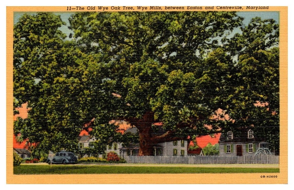 1940s Old Oak Tree Wye Mills Near Easton & Centreville Maryland Vintage Postcard