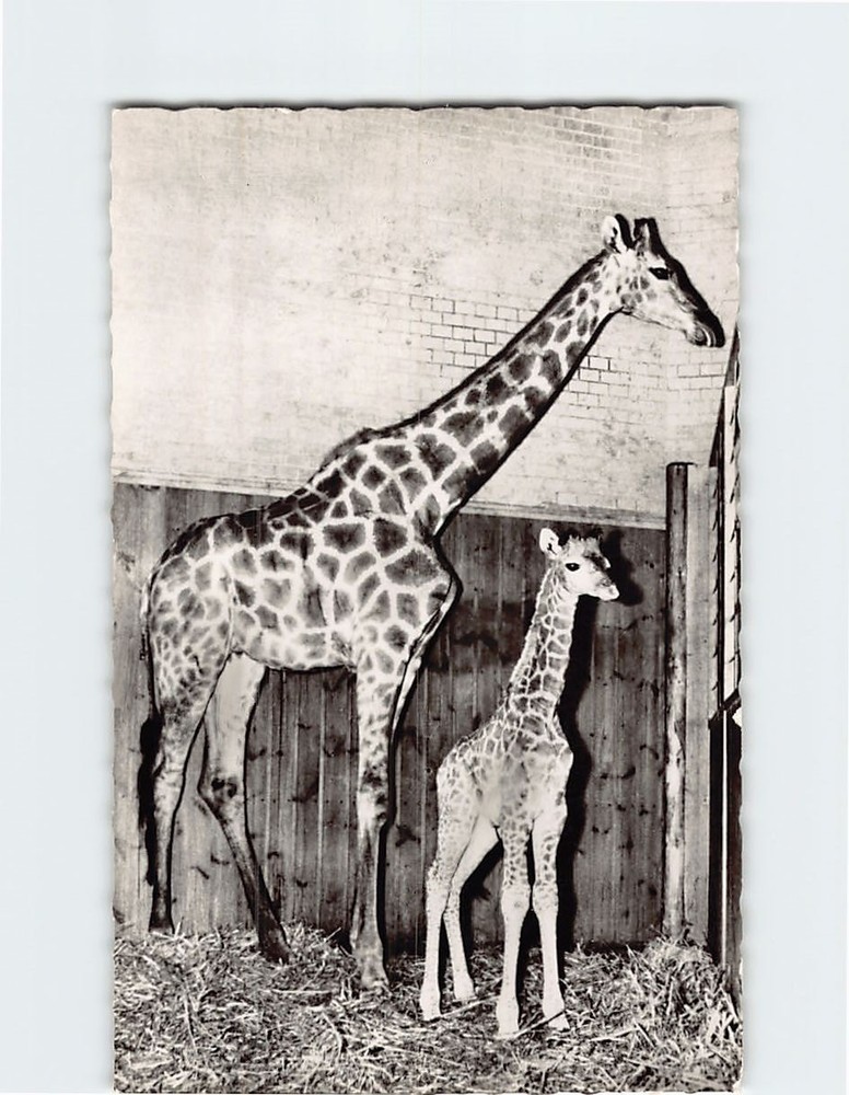 Postcard Angola Giraffe mit Jungem Zoologischer Garten Berlin Germany
