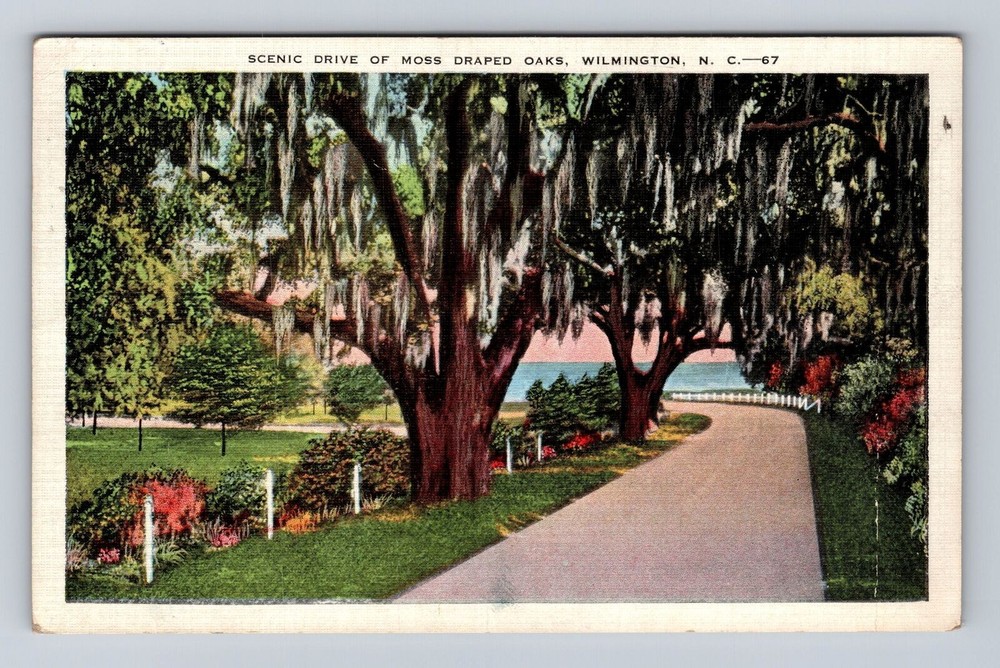 Wilmington NC-North Carolina, Scenic Moss Draped Oaks, Vintage c1943 Postcard