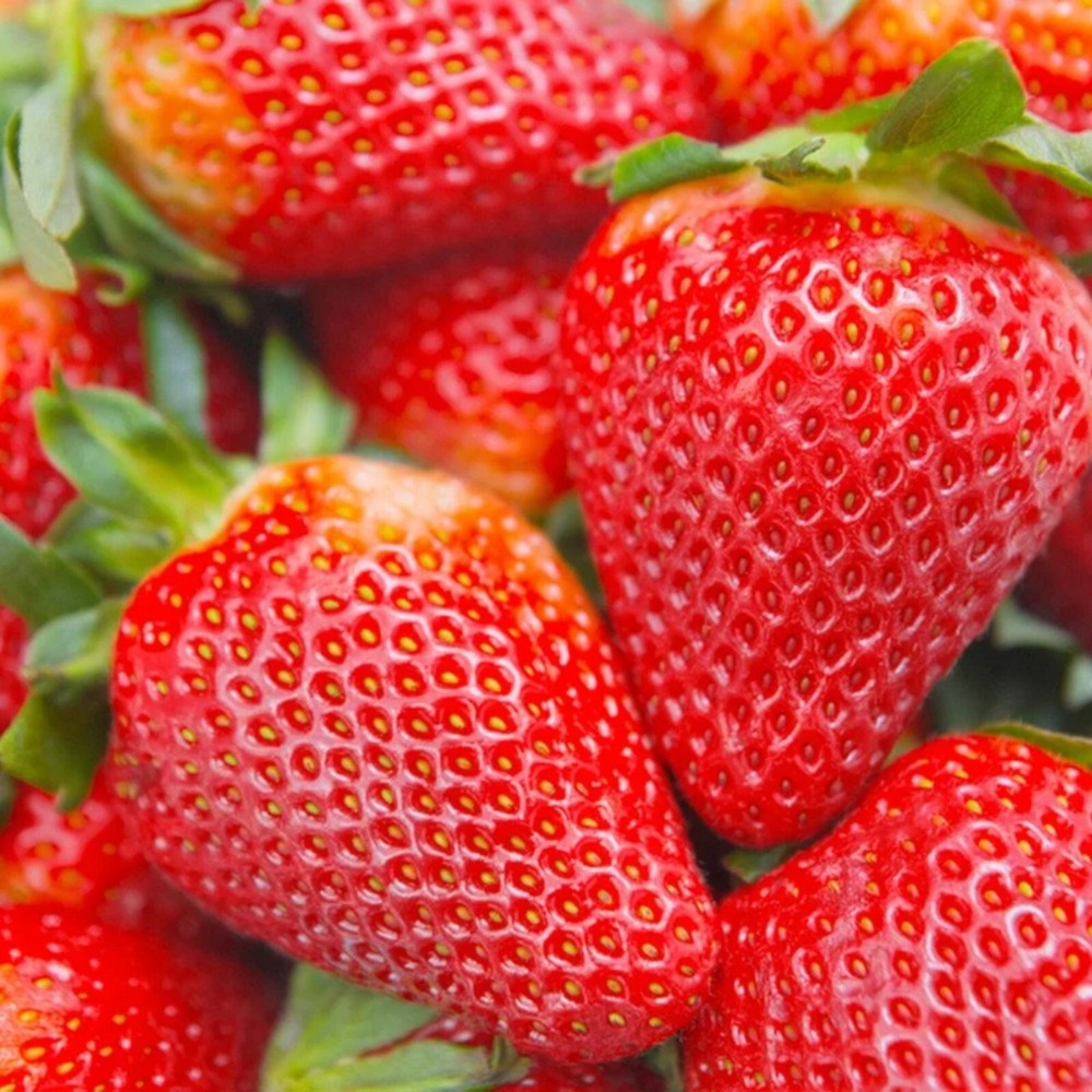 200 pcs Cream Strawberry Seeds - Hardy Perennial Herb, Fall & Spring Planting