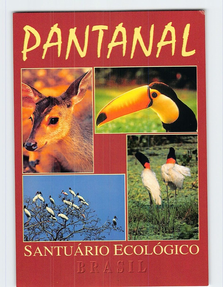 Postcard Pantanal Santuario Ecologico Poconé Brazil