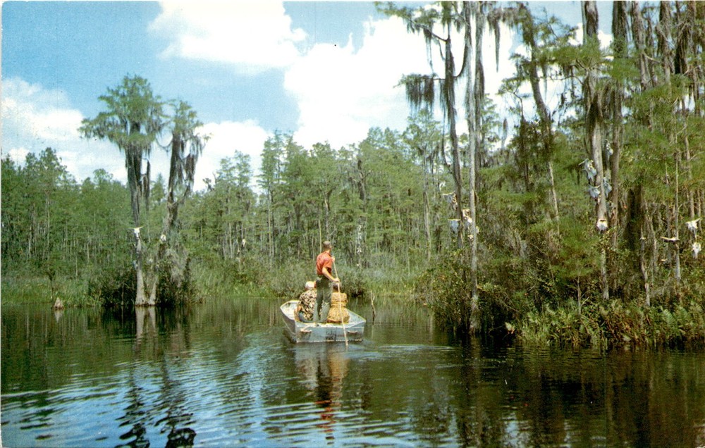Okefenokee Swamp, Suwannee River, Rt. 441, Fargo, Ga Postcard