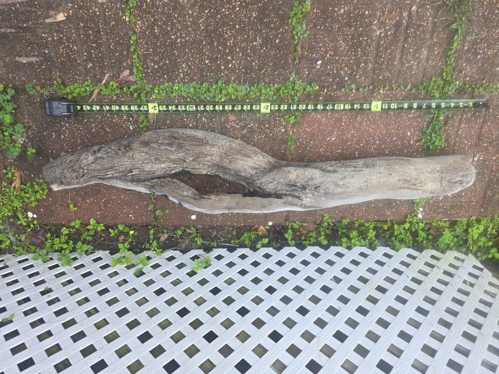 XL 37” Natural Gulf of Mexico Driftwood – Hollow Twist Aquarium Aquascape /