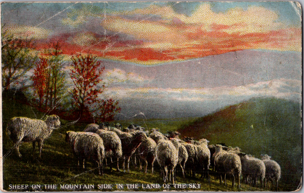 Vintage Postcard Sheep Mountain Scene Sunset Serene Rural Pastoral