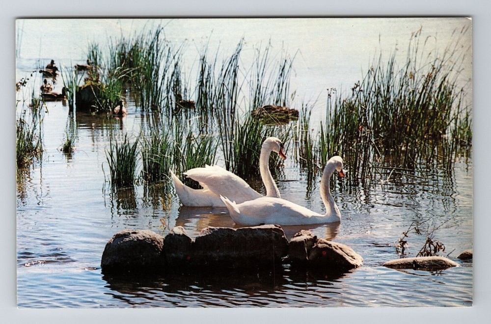 Northern MI-Michigan, Swans, Scenic, Vintage Postcard