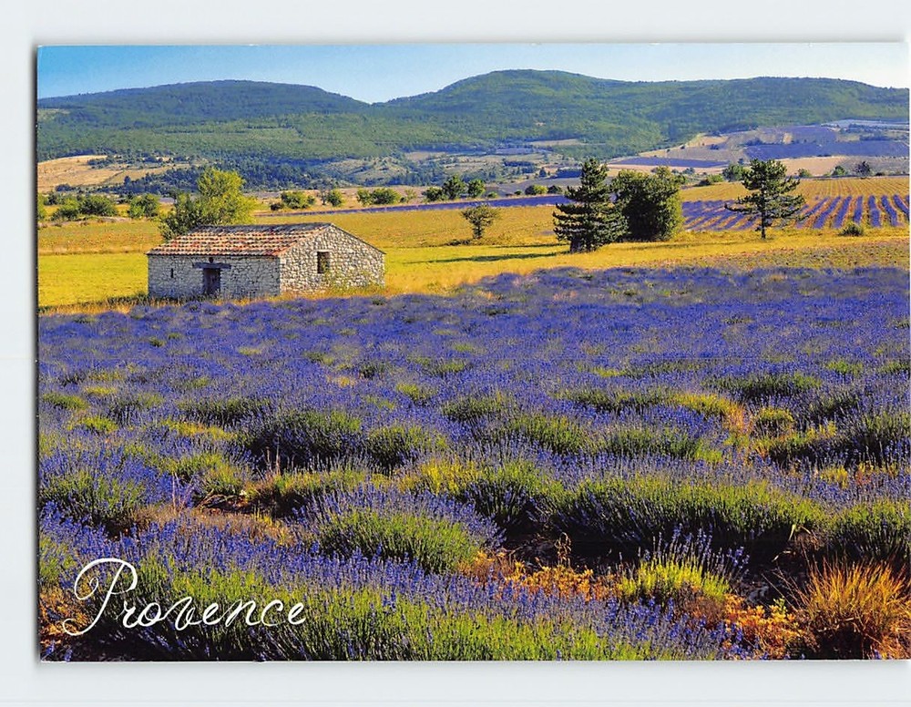 Postcard Lavender Fields Provence France