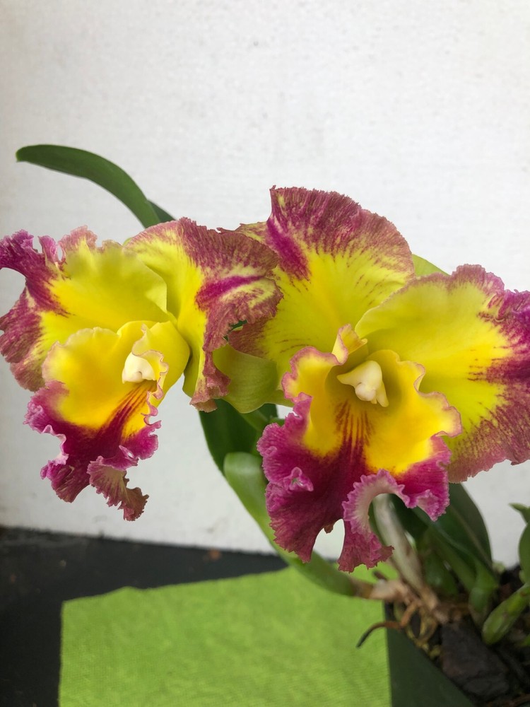 (164-2) Yasuji Takasaki 'Hawaii'     NBS fragrant