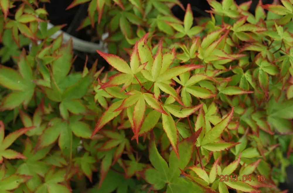 Acer palmatum 'Murasaki Kiyohime' 2 year old potted grafted 12-14” tree plant-image
