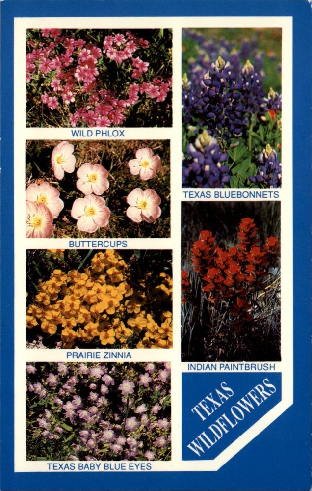 Texas Wildflowers Bluebonnets Indian Paintbrush buttercups unused postcard