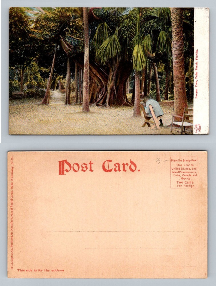 Palm Beach, FL-Florida, Banyan Tree Jungle Scene PC c1910 Vintage Postcard