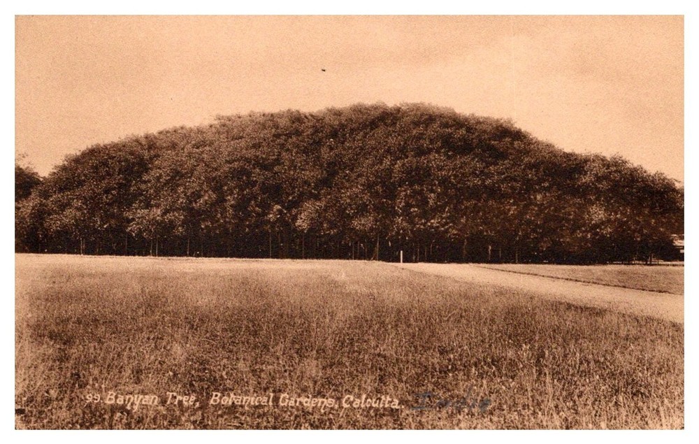 c1910 Massive Banyan Tree Botanical Gardens Calcutta India Vintage Postcard