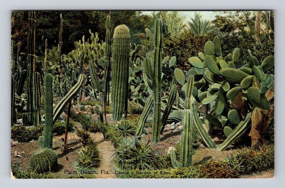 Palm Beach FL-Florida, Cactus, Garden Of Eden, Antique, Vintage Postcard