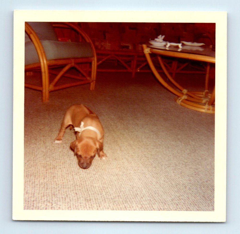 Old Vintage Square Color Photo PUPPY DOG IN LIVING ROOM SNAPSHOT PHOTOGRAPH
