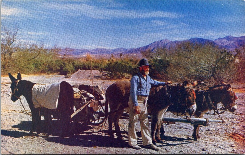 1950s Old Prospector & Pack Mules in Death Valley California Vintage Postcard
