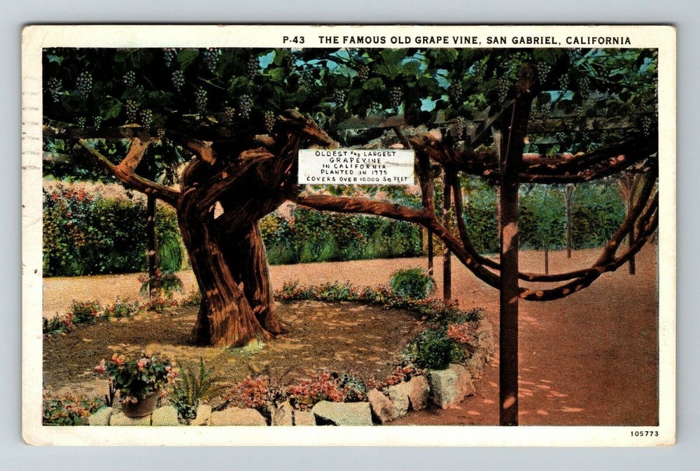 San Gabriel CA-California, Famous Old Grape Vine Vintage Souvenir Postcard