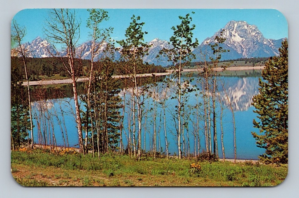 Vintage Teton Range Aspen Trees View over Jackson Lake Postcard Wyoming