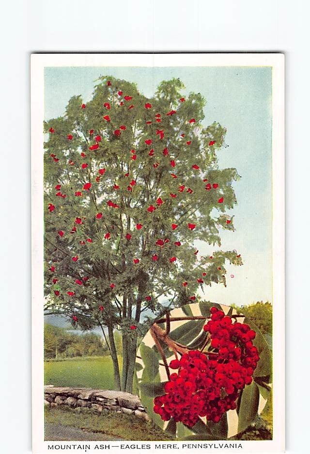 Postcard Mountain Ash Eagles Mere Pennsylvania USA
