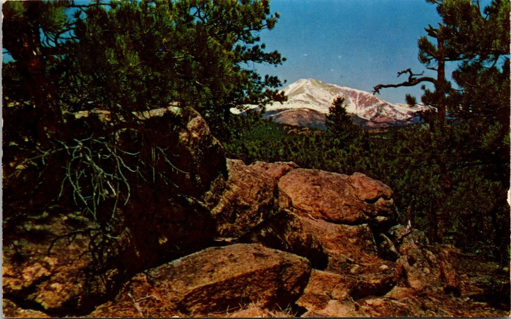 Longs Peak Through the Pines Near Estes Park Colorado Vintage Postcard