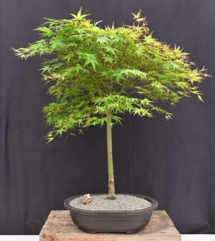Trained Japanese Green Maple Bonsai Tree 28