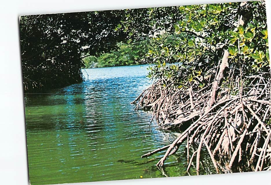 Postcard La Arestinga Isla De Margarita Venezuela