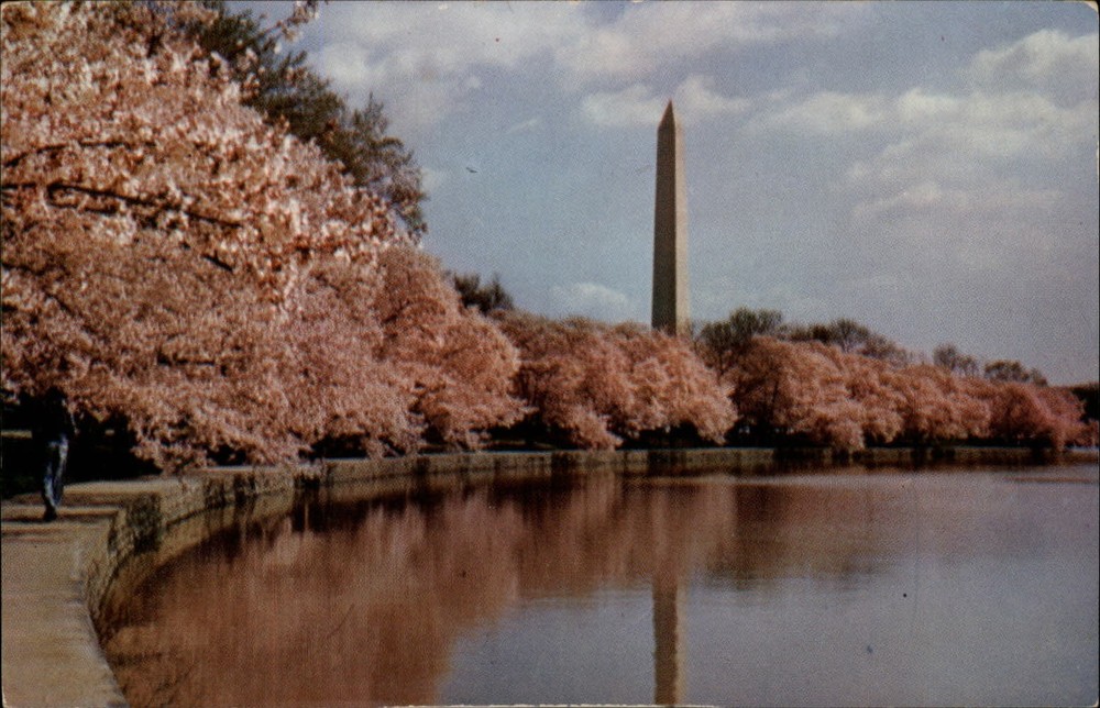 Washington DC Monument cherry blossom blooms 1950s unused vintage postcard