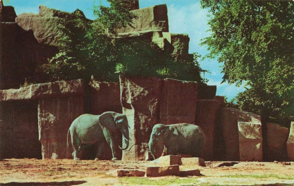 Elephants at Brookfield Zoo - Brookfield Illinois IL - Postcard