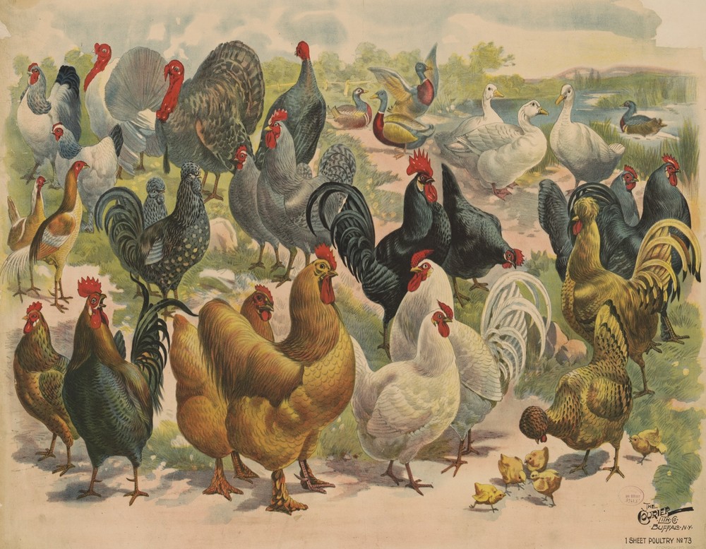 9672.Decoration Poster.Room Wall art.Home interior decor.Farm chicken and turkey